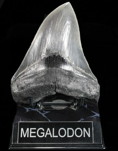 Serrated, Fossil Megalodon Tooth - Nice Tip #74655